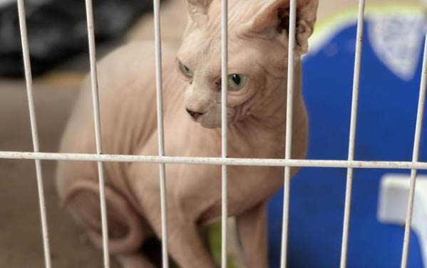 兩個月的小貓可以吃草莓嗎
