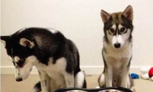 狗狗孕期營養注意事項