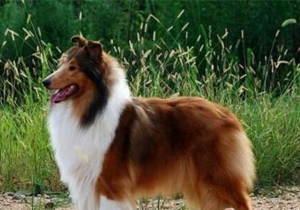 蘇格蘭牧羊犬流眼淚眼屎多是什么原因