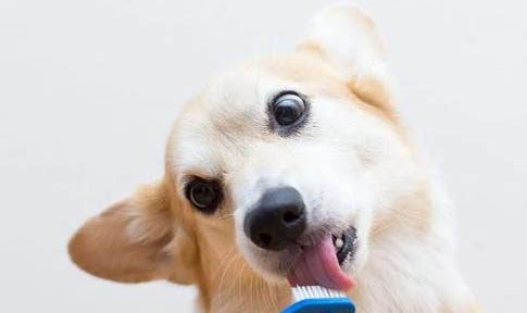 狗狗洗澡后眼睛瞎了