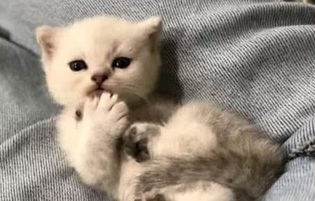 貓咪老流眼淚怎么回事兒