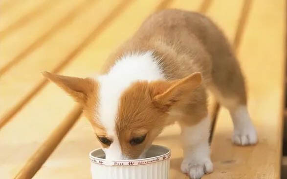 狗狗狗糧哪個牌子好?