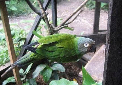 玄鳳鸚鵡腸炎的治療方法