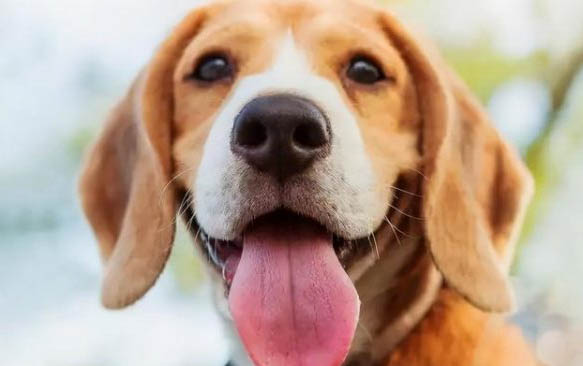犬瘟熱的治療方法有哪些