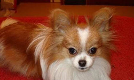 蝴蝶犬優缺點分析