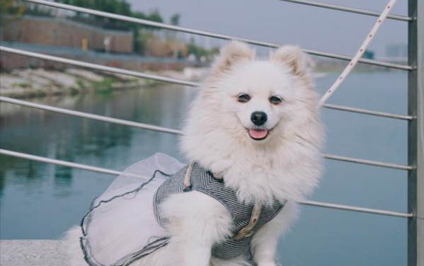 博美犬總是喘咳的原因及處理方法