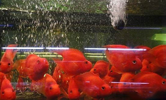 鸚鵡飼養時需要注意什么