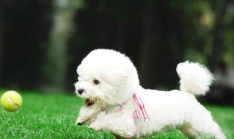 拉布拉多幼犬拉蟲子正常嗎