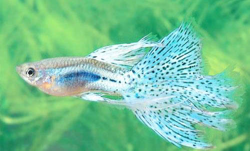 怎么防止孔雀魚打架