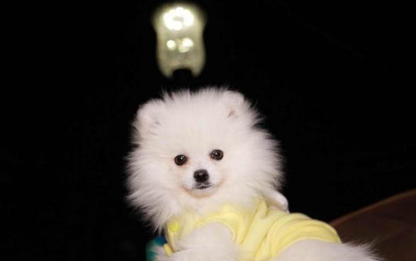 博美犬吐黃水怎么處理