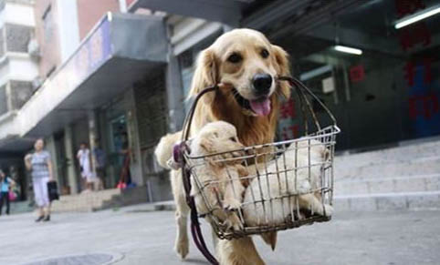 金毛屬于大型犬還是屬于中型犬
