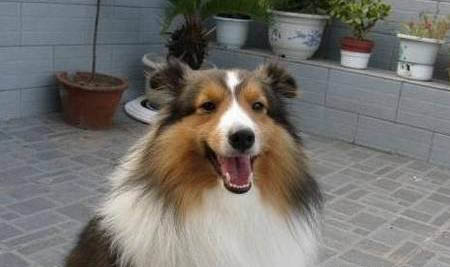 古代長須牧羊犬吃多了吐了怎么辦