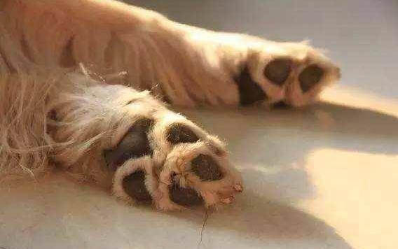 狗狗得腦炎是什么原因