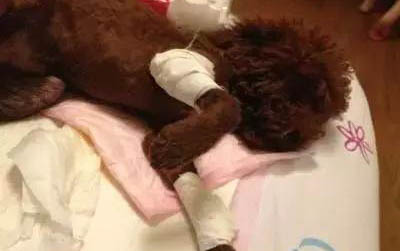 狗狗為什么不愛喝水