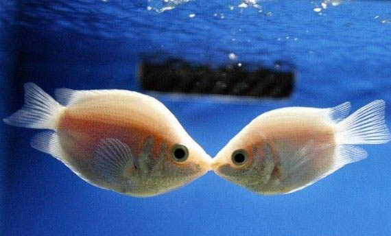 接吻魚和什么魚混養好