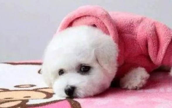 有冠狀病毒狗狗拉血是什么病