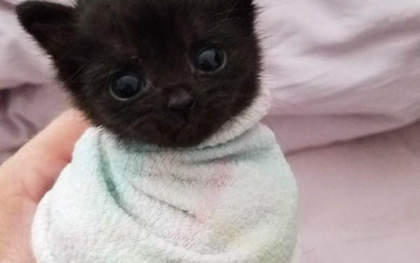 小奶貓為什么不能喝牛奶?