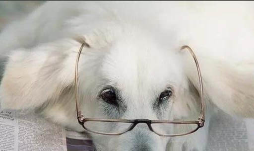 狗狗可以吃什么水果?