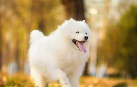 狗狗可以吃紅薯么