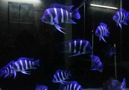 怎么看孔雀魚是否要生了?