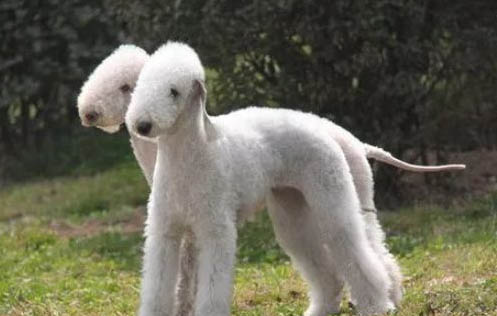 如何養(yǎng)護(hù)貝靈頓梗犬 生病特征及治療方法