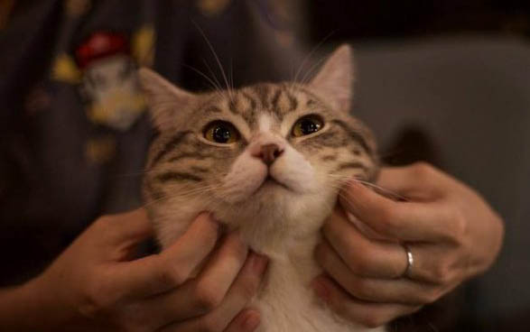 小貓能吃西瓜嗎