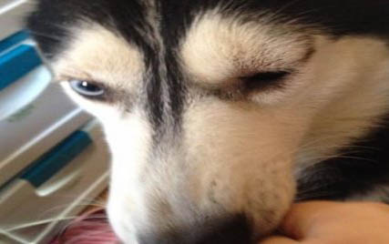 狗死了會到哪里