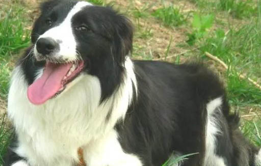 隕石邊境牧羊犬多少錢一只