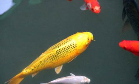 釣小魚用多長的魚竿