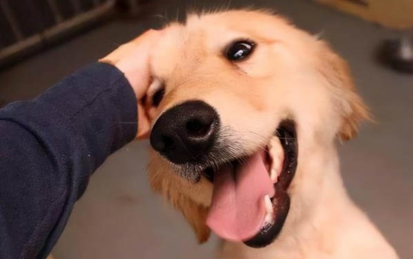 狗狗眼睛有眼屎流眼淚是什么原因