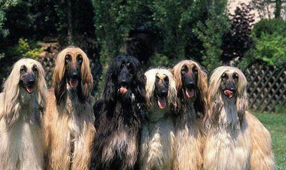 阿富汗獵犬嘔吐白沫是什么原因