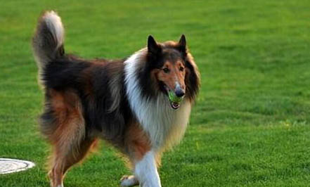 蘇格蘭牧羊犬修剪指甲的辦法
