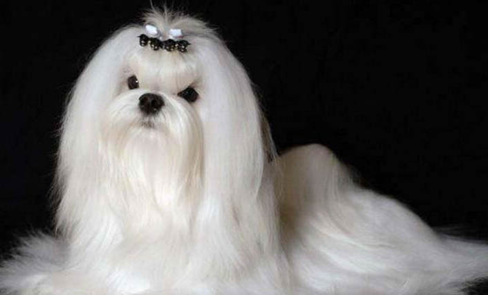 小型犬有哪些?