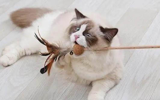 貓咪做噩夢要摸它么