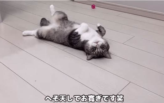 貓咪能用人的沐浴露嗎?