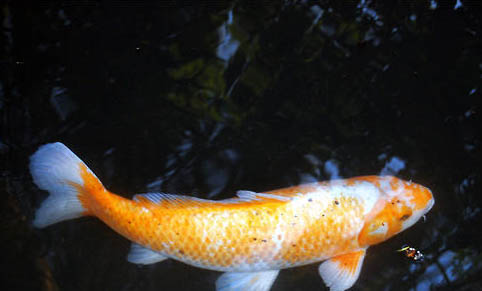 家庭魚缸最佳擺放位置有哪些?