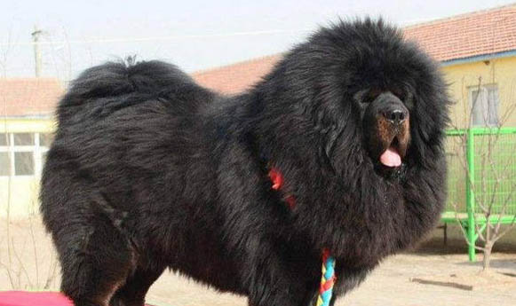 狗狗懷孕十五天的癥狀有哪些