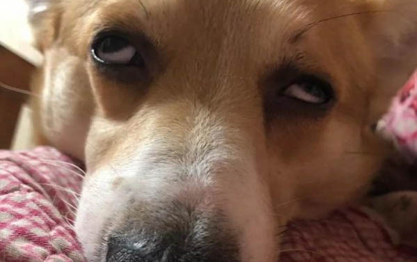 狗狗不可以吃的東西有哪些?