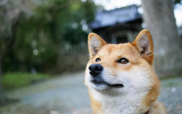 狗沒有來月經會不會懷孕?