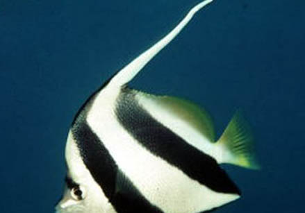 養(yǎng)金魚(yú)能用自來(lái)水嗎