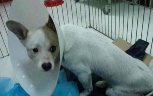 狗狗肉吃多了會出現什么癥狀