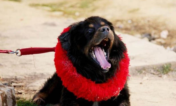 藏獒和比特犬哪個更厲害