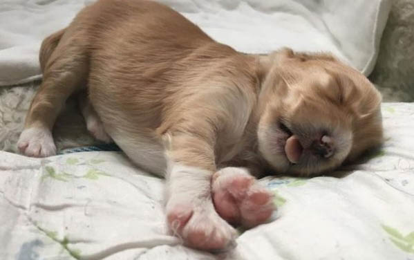 小狗狗一般吃什么食物