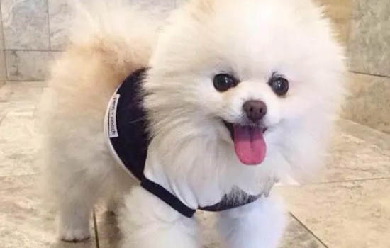 博美犬一天喂幾次合適?喂多少粒狗糧