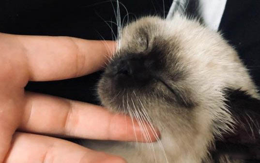 小貓眼睛睜不開有分泌物