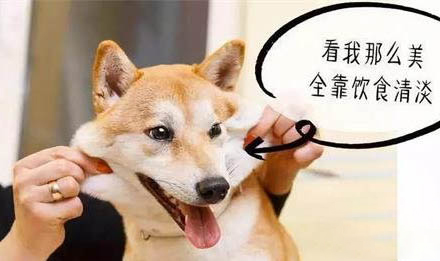 狗狗四腳朝天扭動的原因及處理方法