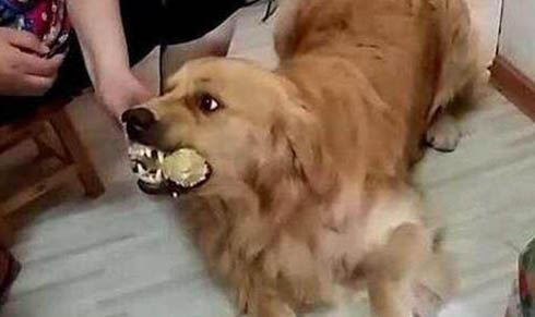 如何糾正狗狗的挑食行為