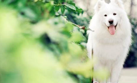 狗狗分離焦慮癥的表現(xiàn)有哪些?