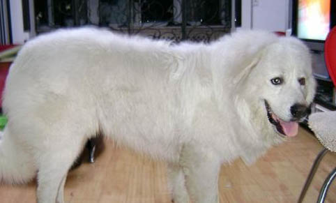 大白熊犬可以長多大