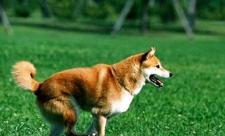 兩個(gè)月日本柴犬可以洗澡嗎
